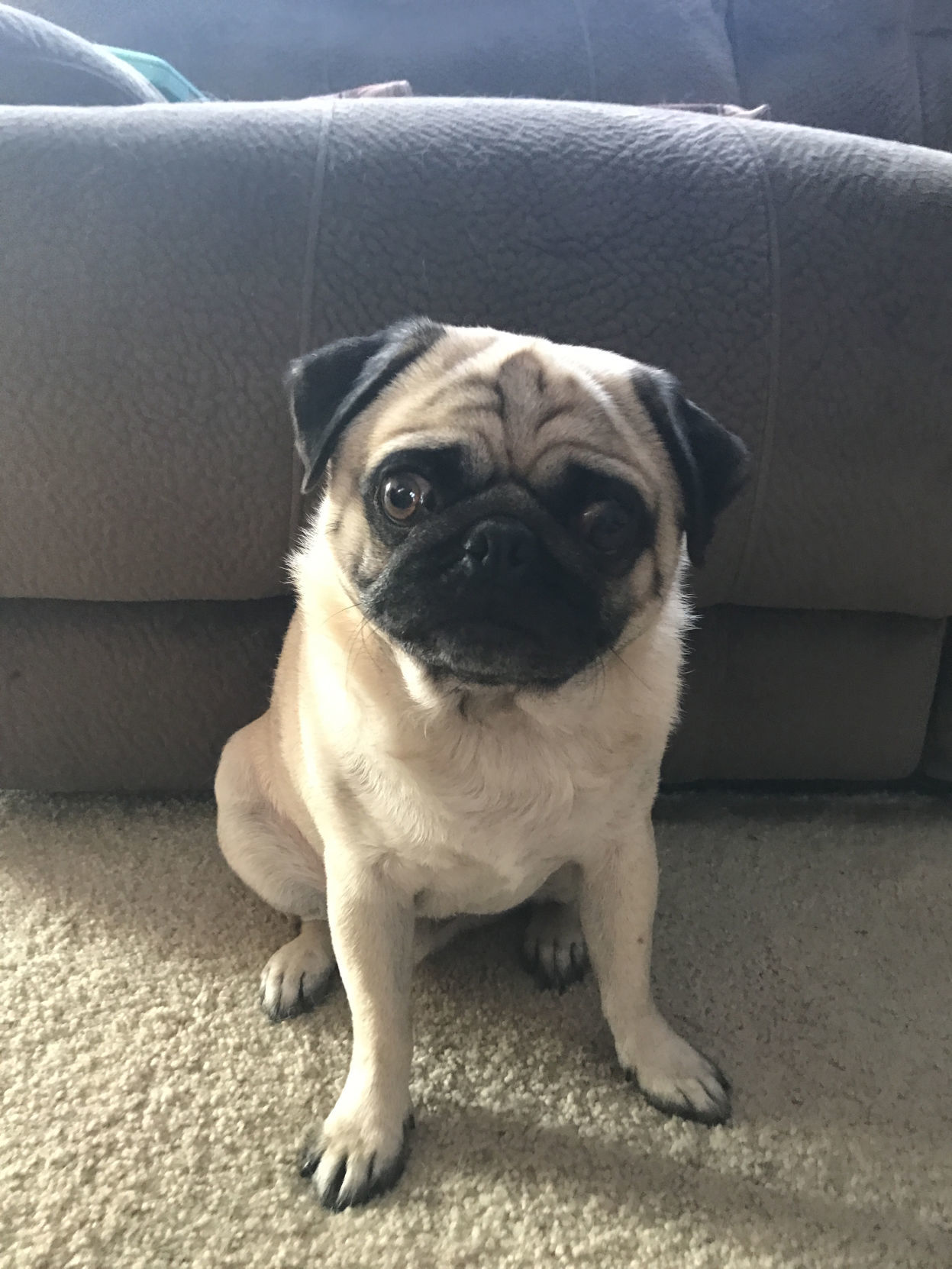 Pic of the Litter: Pickles